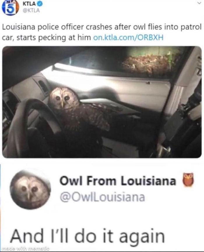 19. The owl from Louisiana