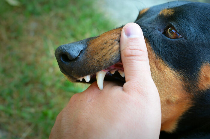 Once rabies shows symptoms, it's already too late.
