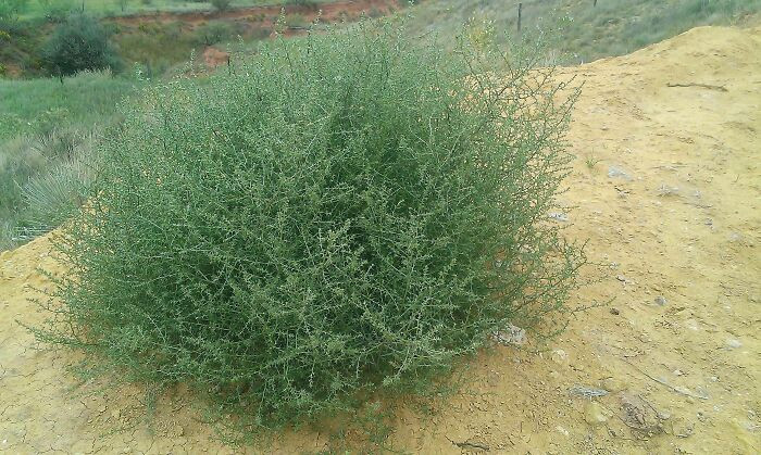 "This Is What A Tumbleweed Looks Like Before It Roams The Land"