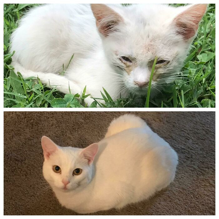 "After About A Year And A Half After Showing Up On Our Porch, Snowball Has Improved Immeasurably. She’s My Perfect Angel"