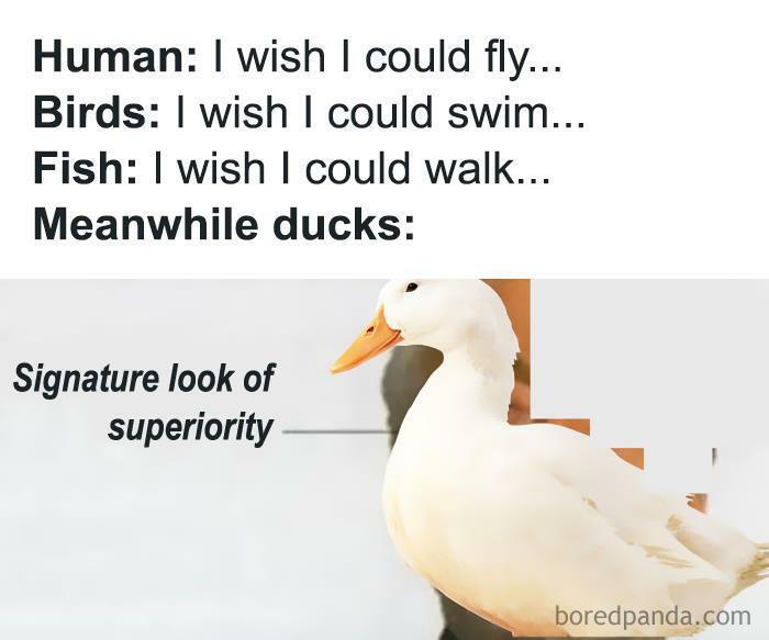 19. Pinnacle Of Evolution