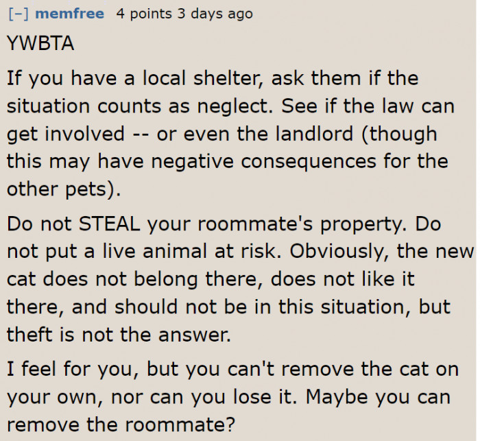 It's better to consult the shelter first before actually surrendering the cat.