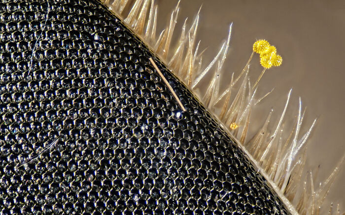 "Pollen On A Horse Fly's "Eyelashes"