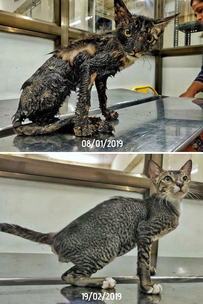"Phoenix Was Rescued From The Streets And Was Covered In Hot Tar"