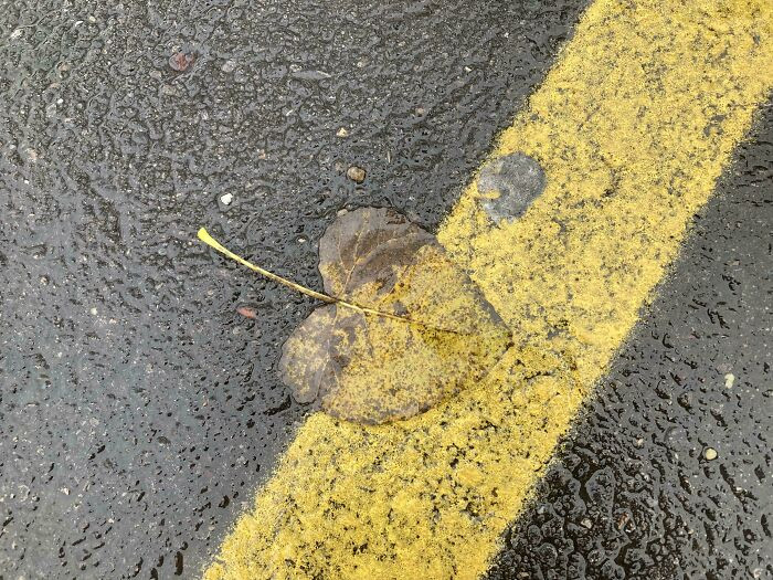 "This Autumn Leaf Looks Painted Over Where It Landed"