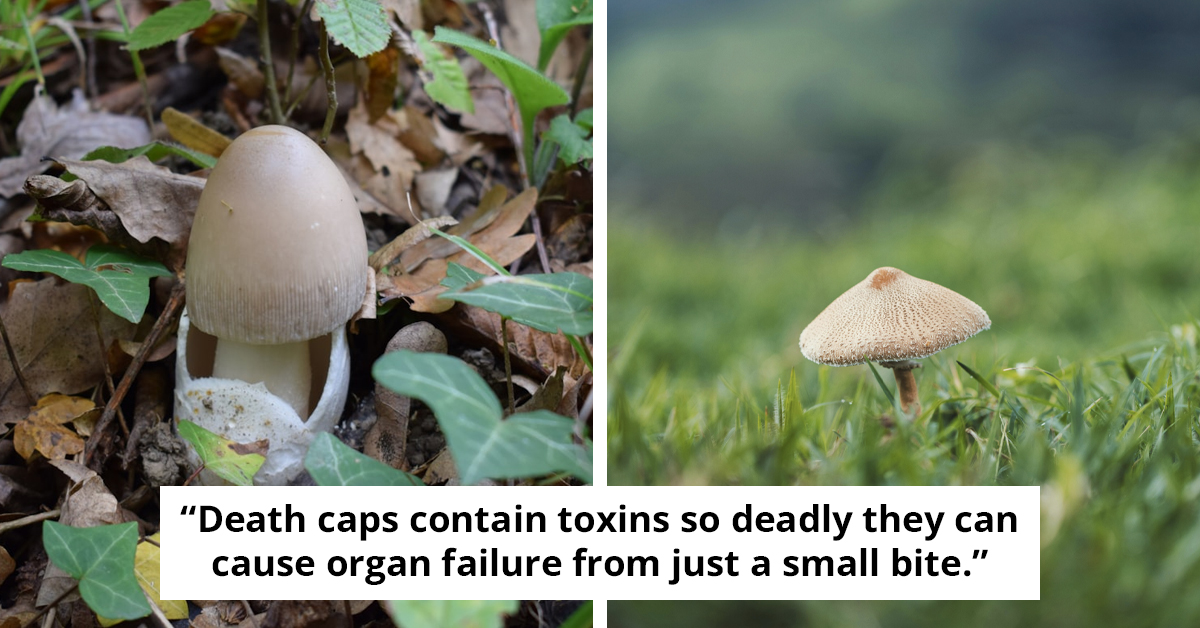 Inside the Death Cap Poisoning Linked to Erin Patterson