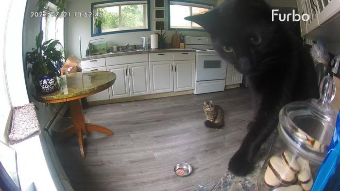 5. Checking in on my cats, I thought one grew a lot bigger and the other a lot smaller lol