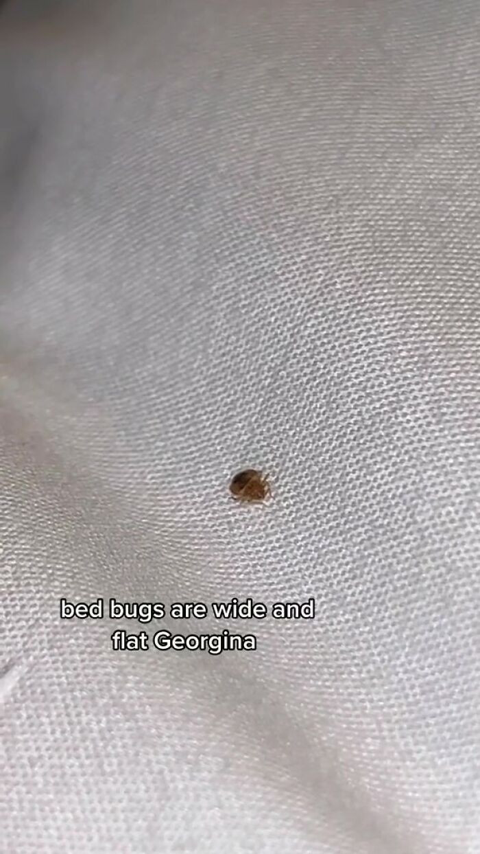 Initially, Georgina was uncertain about what it was, but someone more knowledgeable about insects confirmed it to be a bedbug.