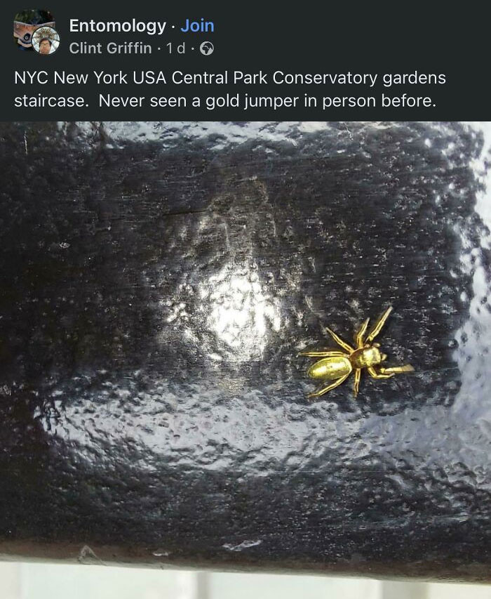 "This Is The Holy Grail Of All Shinies"