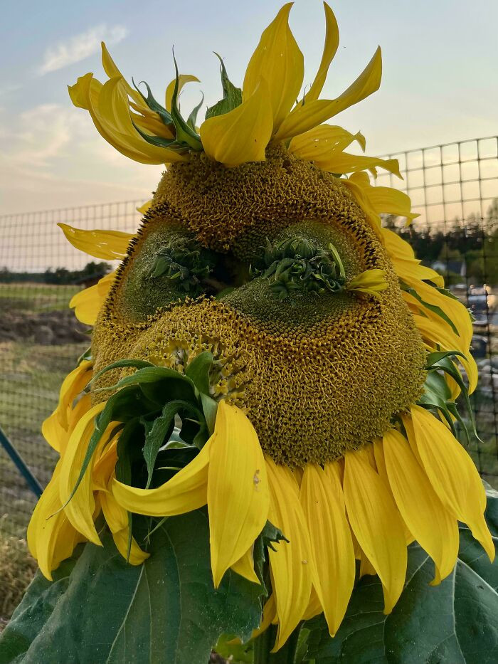 "Mongolian Giant Sunflower Seems To Have Taken Its Name Literally"