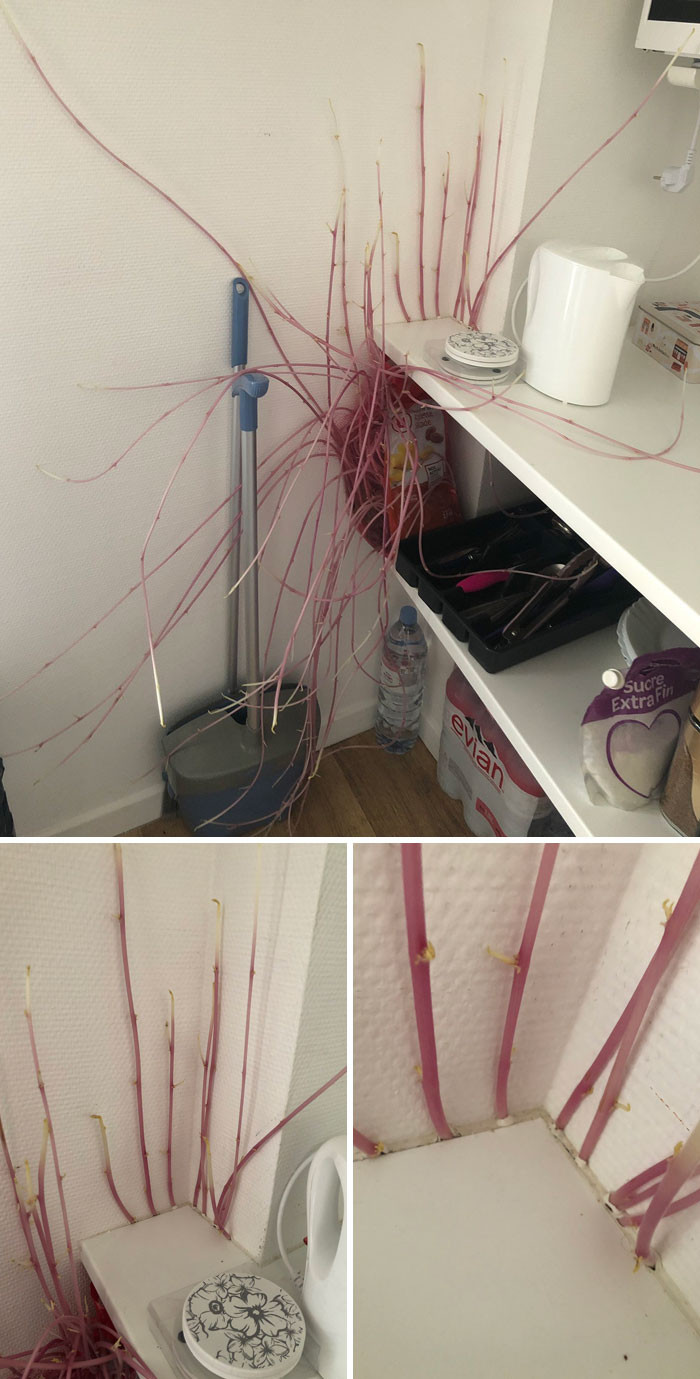 10. He left a bag of potatoes in his room for about three months, and they have started to sprout through the seams.