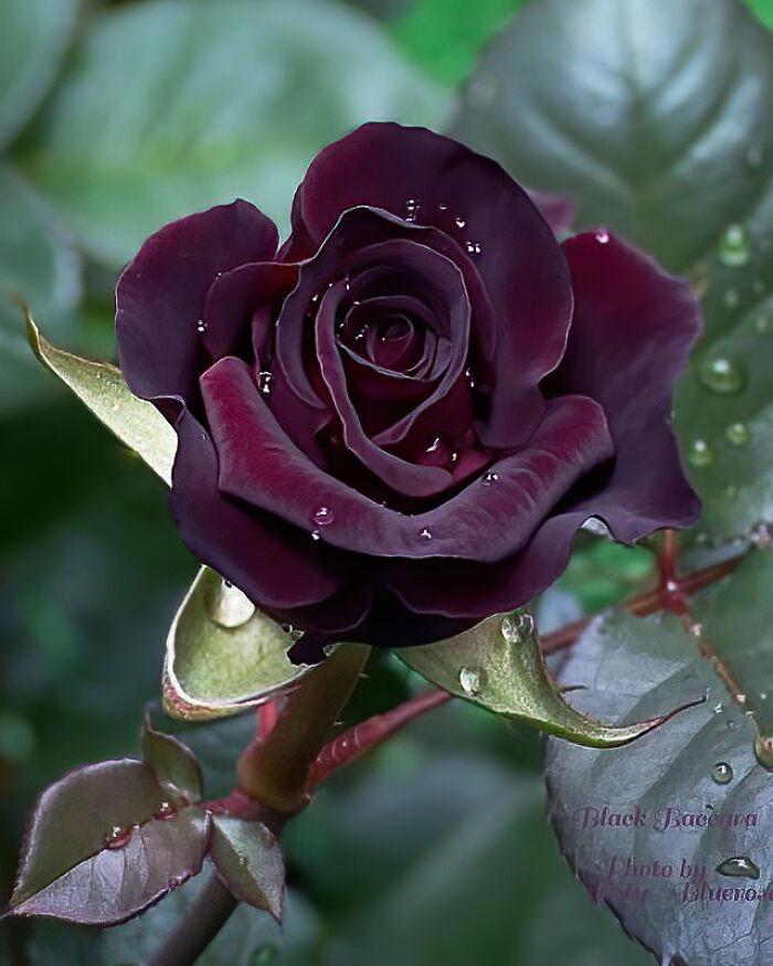 27. The one-of-a-kind Black Baccara rose.