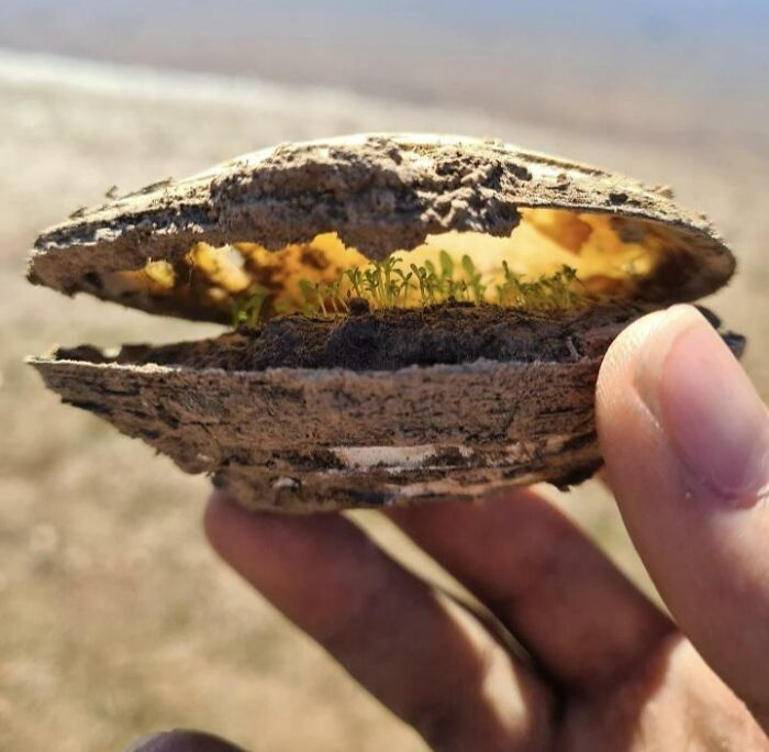 1. In South Australia, someone discovered an aged clam by the lakeside and unearthed a small group of plants residing within, thriving on the available nutrients.