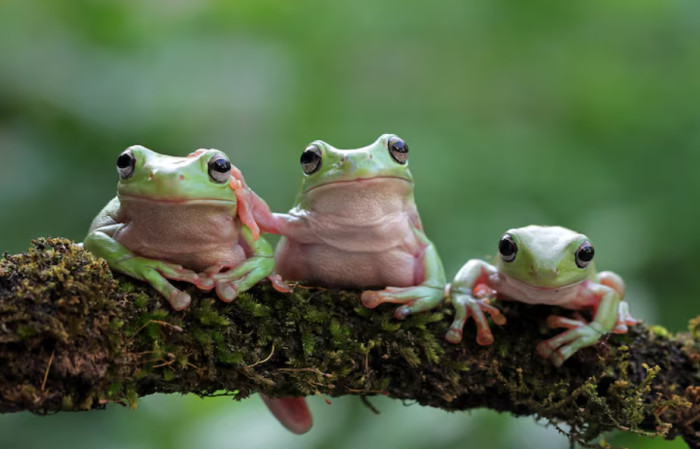 What Makes Frogs So Strange