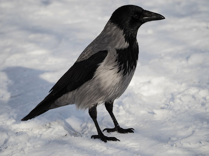 3. Feed crows that bring you cash