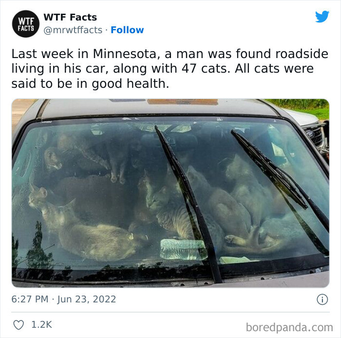 48. A man living with 47 cats in a car