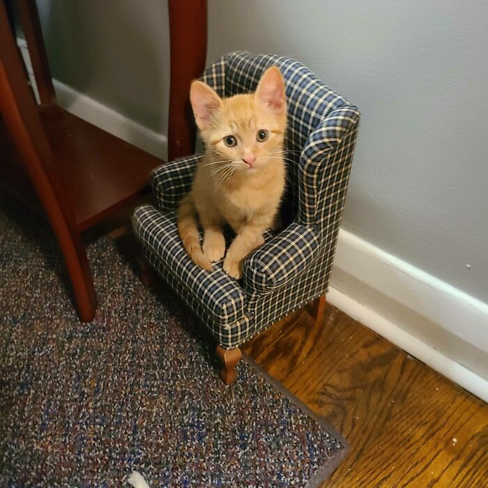 5. My Cat Has A Lil Chair Too! Say Hi To Fred