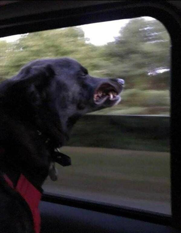 33. The dog's not happy