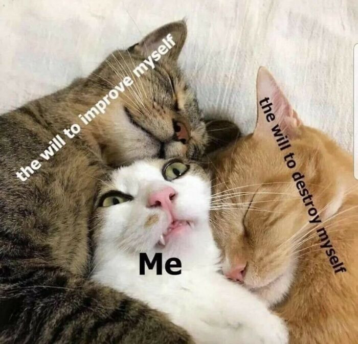 17. Motivational meowtdown