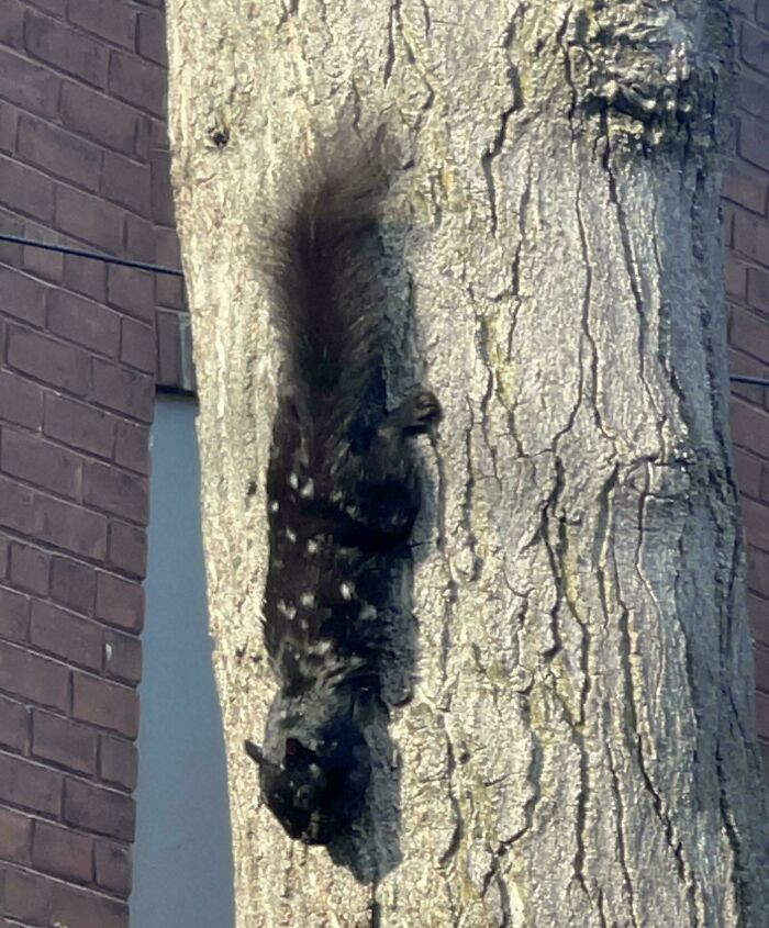 "Anyone Ever Seen A Whimsical Beauty Like This??"