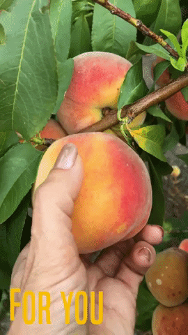 But a lot of people do like peaches