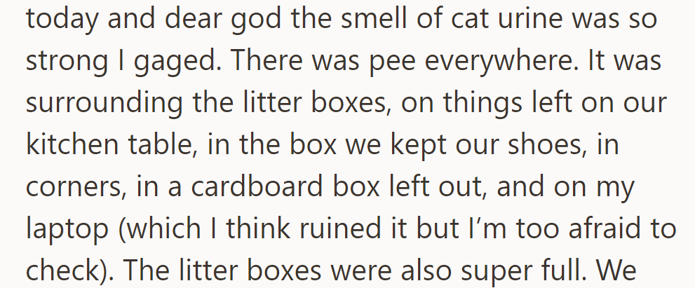 Returning home, they found an overwhelming smell of cat urine everywhere, including on their laptop, ruining many items.
