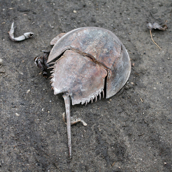 29. Horseshoe crabs and poison
