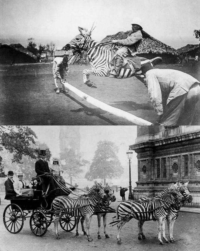 "When Humanity Tried To Ride Zebras: A Forgotten 1890–1940 Experiment That Failed Spectacularly"