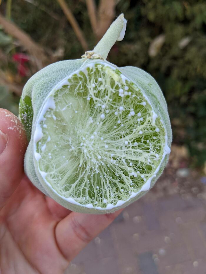 34. Strange Round 'Fruit' With Stringy Latexy Insides - Pic Of Tree In Comment