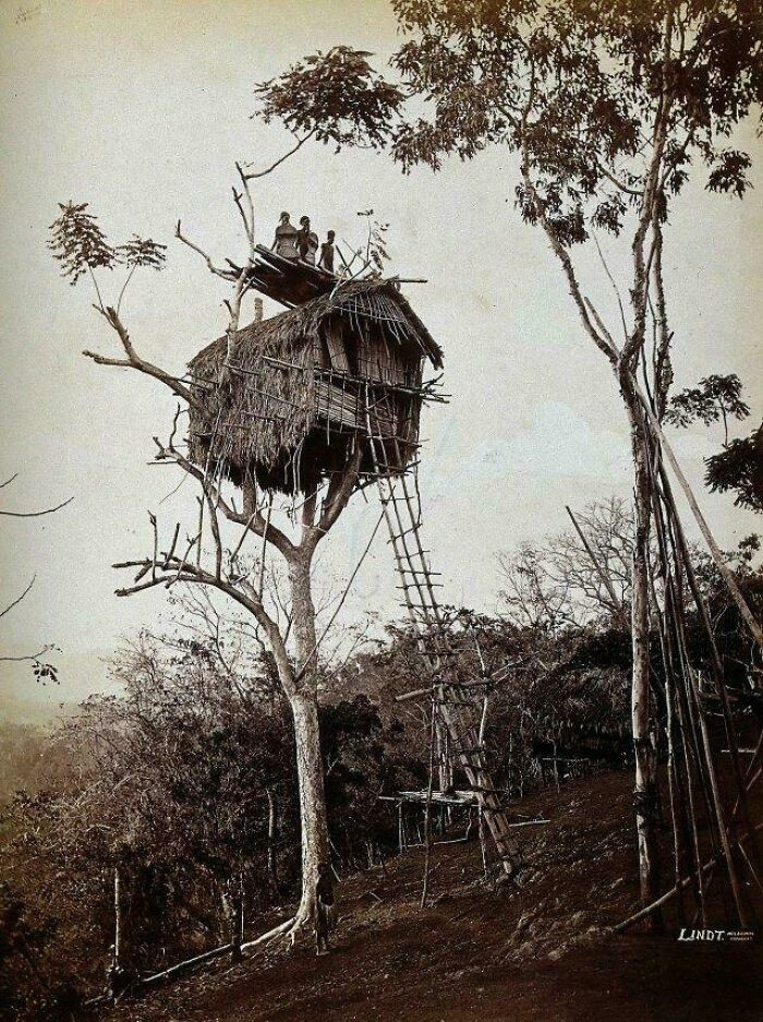 "A Tree House Of The Koiari People, East Of Port Moresby, Papua New Guinea, 1886"