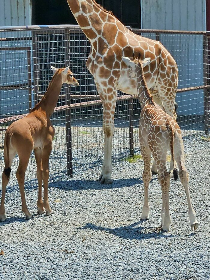 "My Grandson Got To See The Spotless Giraffe And Snapped This Pic!"