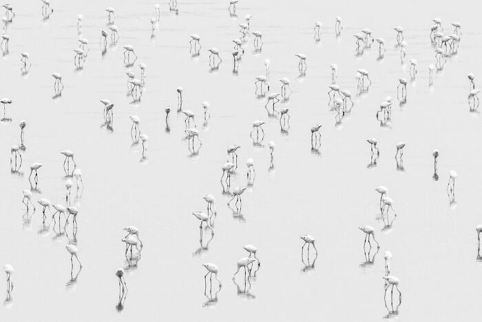 “Flamingo Medley” By Rick Beldegreen