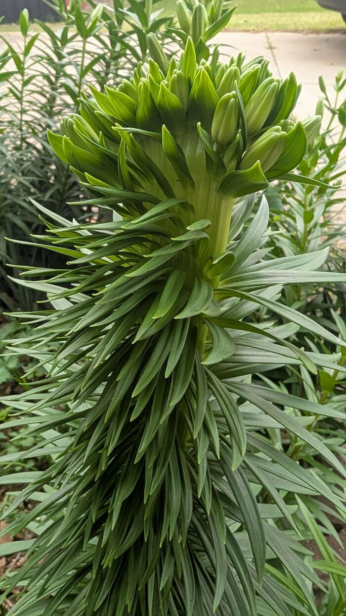"Day Lily 💚"
