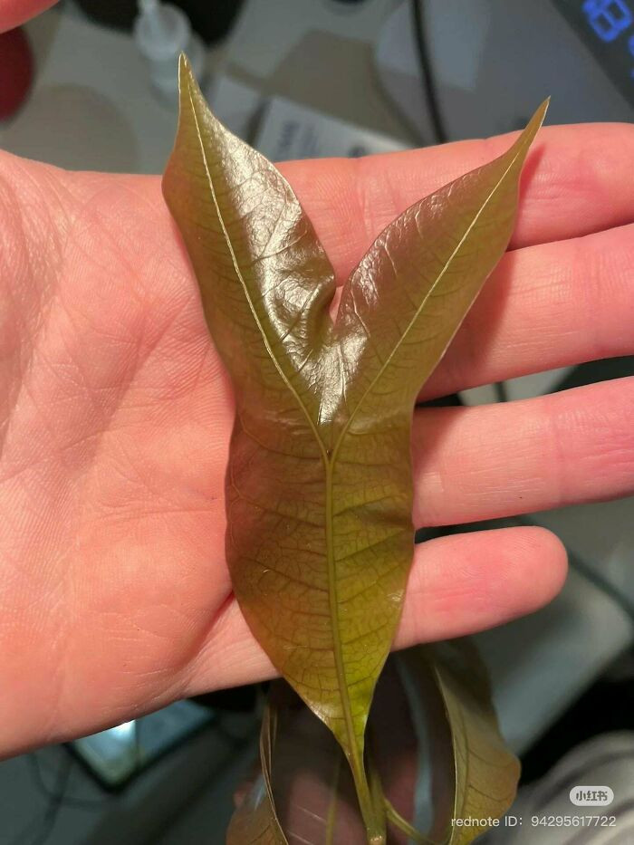 "Mango Leaf"