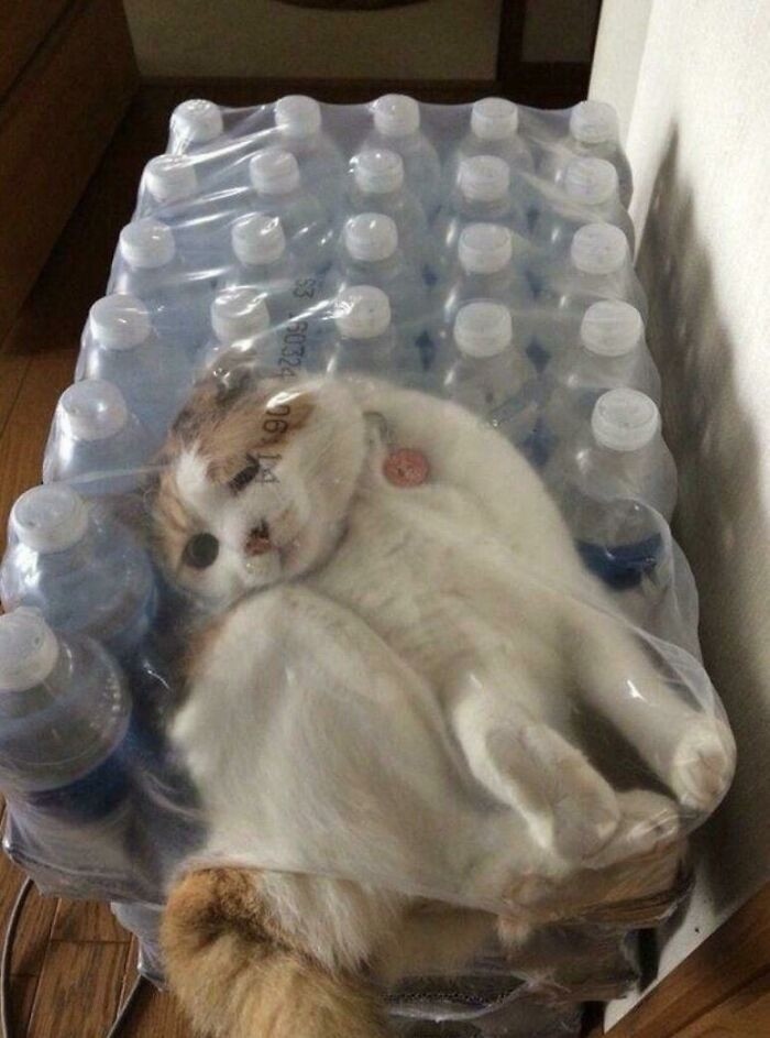 "Mistakes Were Made"