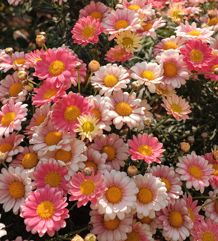 The scientific term for flowering plants, angiosperms, refers to plants that produce seeds enclosed in fruits or capsules. Gymnosperms, on the other hand, are non-flowering plants such as pine, spruce, fir, juniper, larch, cycads, and ginkgo.