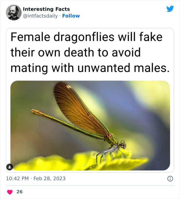 29. Female dragonflies do the most