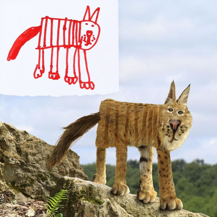 7. They drew a square-shaped lynx