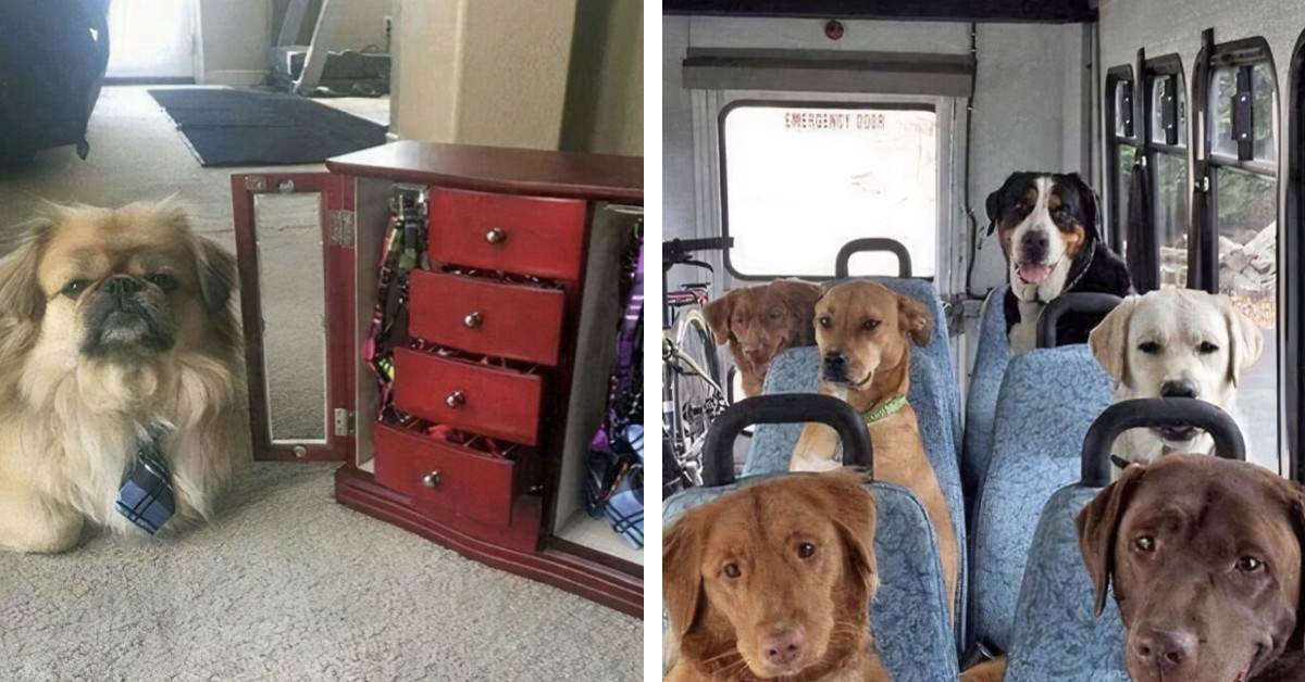 If Your News Feed Has Been Stressing You Out, Here Are 55 Wholesome Moments to Reset Your Day