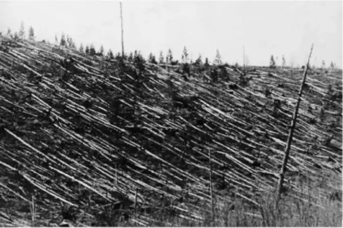 Millions of trees fell because of the blast