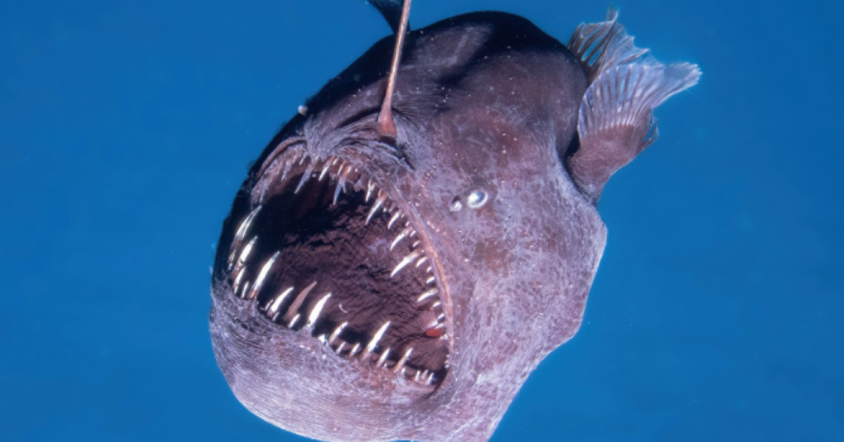 Strangest Deep Sea Creatures: What Actually Lives in the Ocean's Darkest Depths