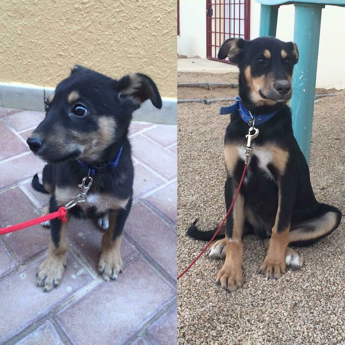 "My Best Friend, A German Shepherd Mix. Adopted After Being Saved From A Puppy Mill. Most Of His Siblings Succumbed To Parvo, But He Pulled Through. I Present To You, Rocky"