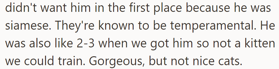 OP's hesitant due to the Siamese cat's temperament; the older cat made training tough. Siamese cats aren't typically friendly despite their beauty.