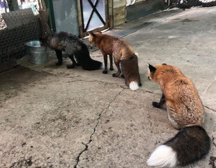 18. Foxes wait in line to drink water.