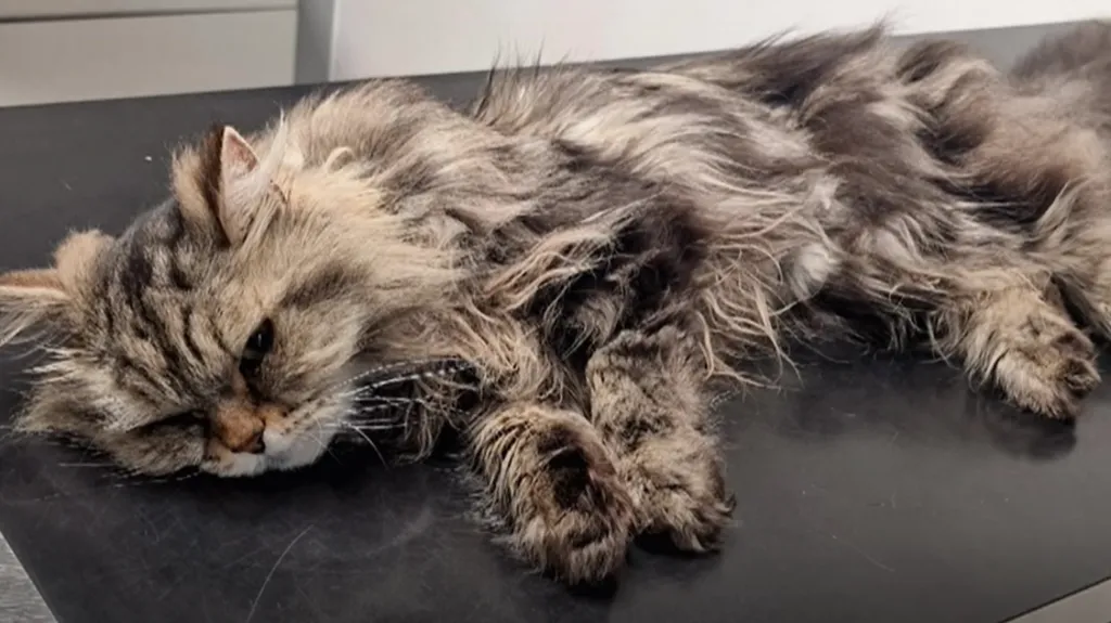 Alan paid £3,000 ($4,000) for emergency surgery to save Smokey's life