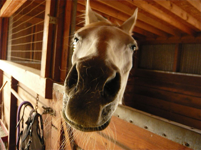 4. Woman at the barn mistook me for an employee and demanded her child ride my horse