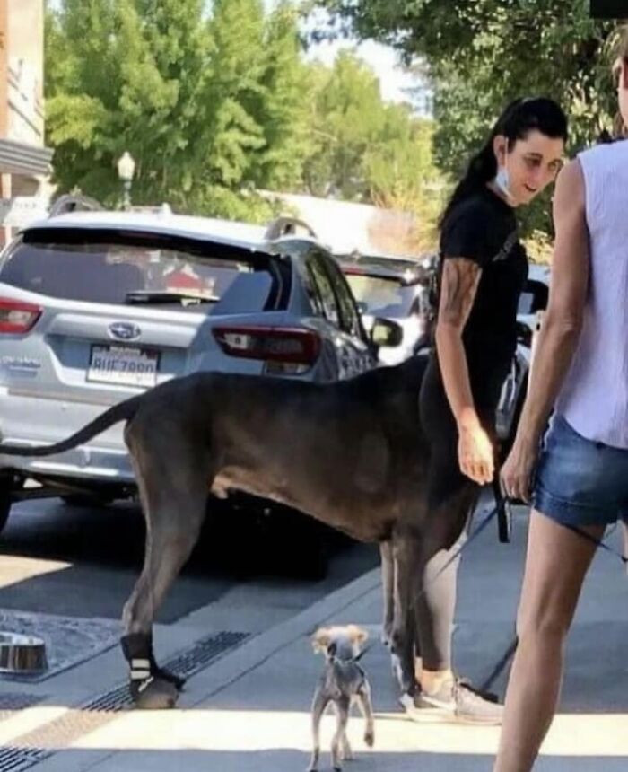 19. Talk about centaurs