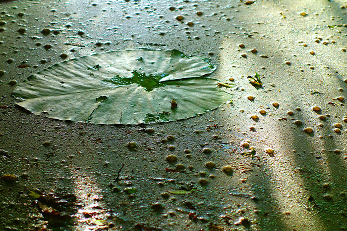 At just 0.004–0.008 inches wide, Asian watermeal (Wolffia globosa) is the smallest flowering plant known to exist.