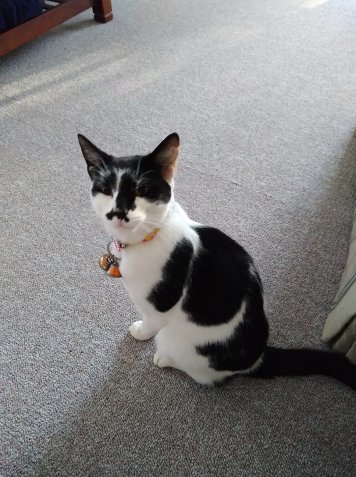 3. This cat is a C R I T I C