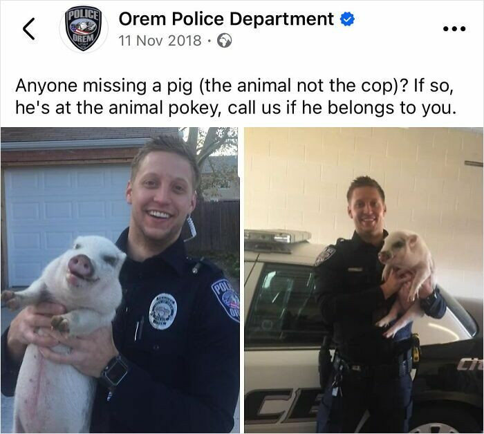 "You Can See The Smile On That Pig"